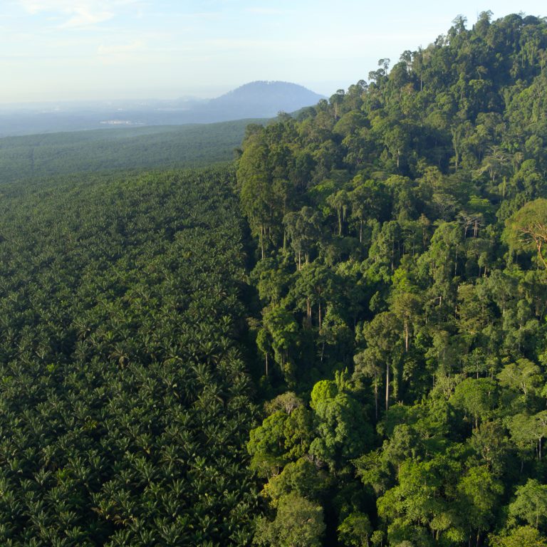 Die sterile Palmölplantage reicht bis in den Horizont und wird geradlinig an einer Bergkuppe von wildem Urwald abgegrenzt. Der Film von David Attenborough untersucht die Orte, die der Tierfilmer während seines Lebens besucht hat.