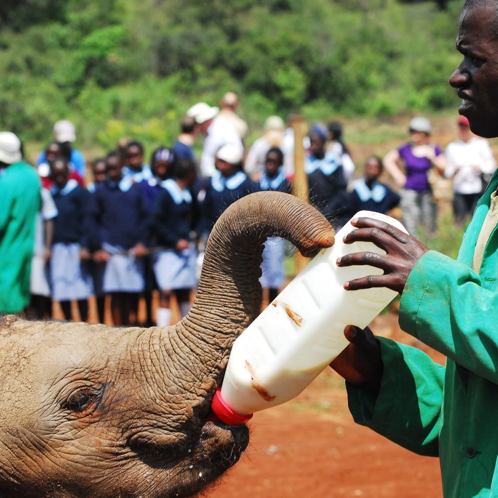In einem der Projekte füttert ein afrikanischer Mann ein Elefantenbaby mit einer Milchflasche.
