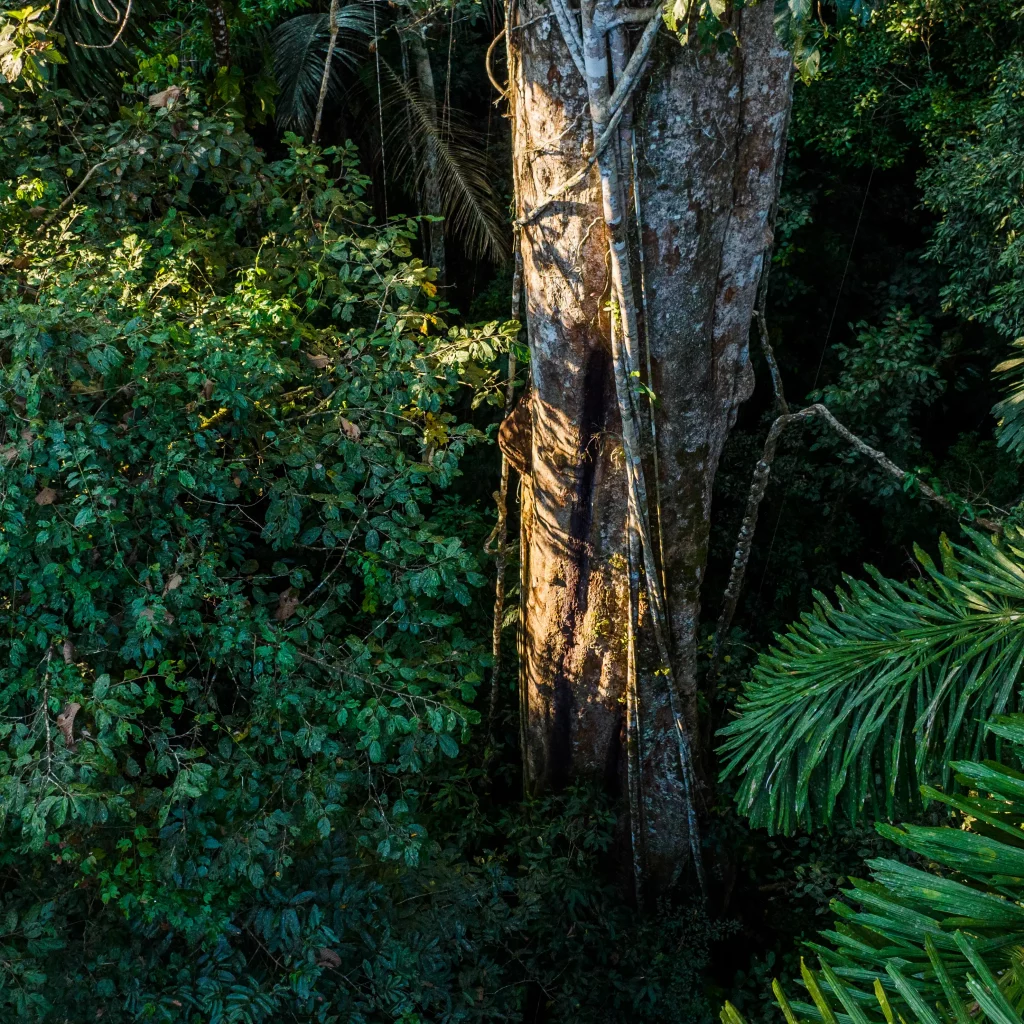 Ein stämmiger Baum ragt aus dem Blätterdach des Regenwaldes.