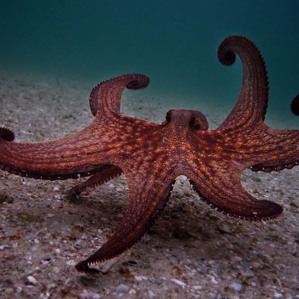 Der Tierfilm von Craig Foster zeigt einen Oktopus mit zwei Tentakeln über den Meeresboden laufen.
