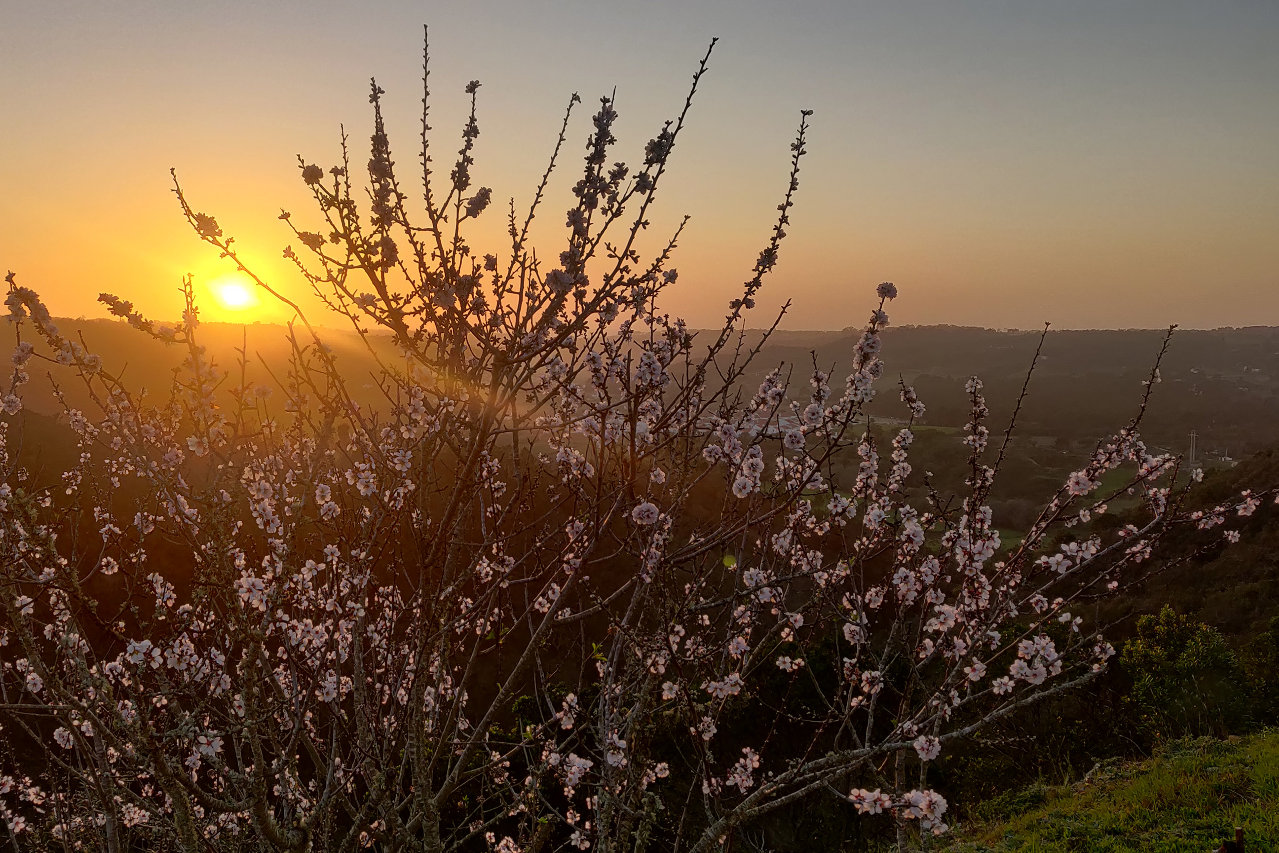 Die Mandelblühte geht im Süden Portugals auf.